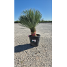 SUBLIMES YUCCA ROSTRATA