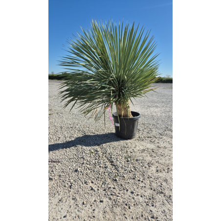 SUBLIMES YUCCA ROSTRATA