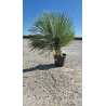 SUBLIMES YUCCA ROSTRATA