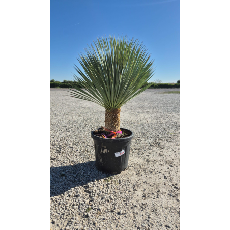 SUBLIMES YUCCA ROSTRATA