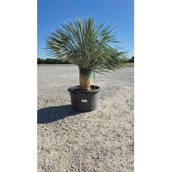 SUBLIMES YUCCA ROSTRATA
