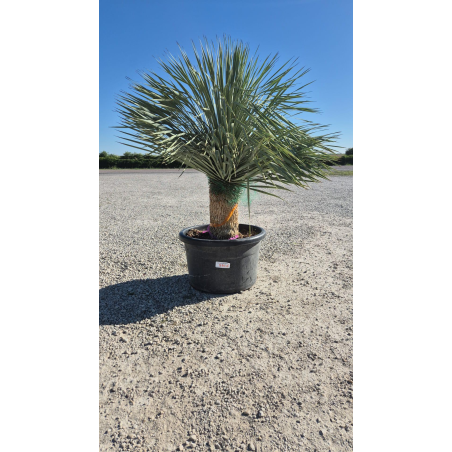 SUBLIMES YUCCA ROSTRATA