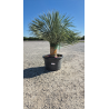 SUBLIMES YUCCA ROSTRATA