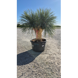 SUBLIMES YUCCA ROSTRATA TRIPLE