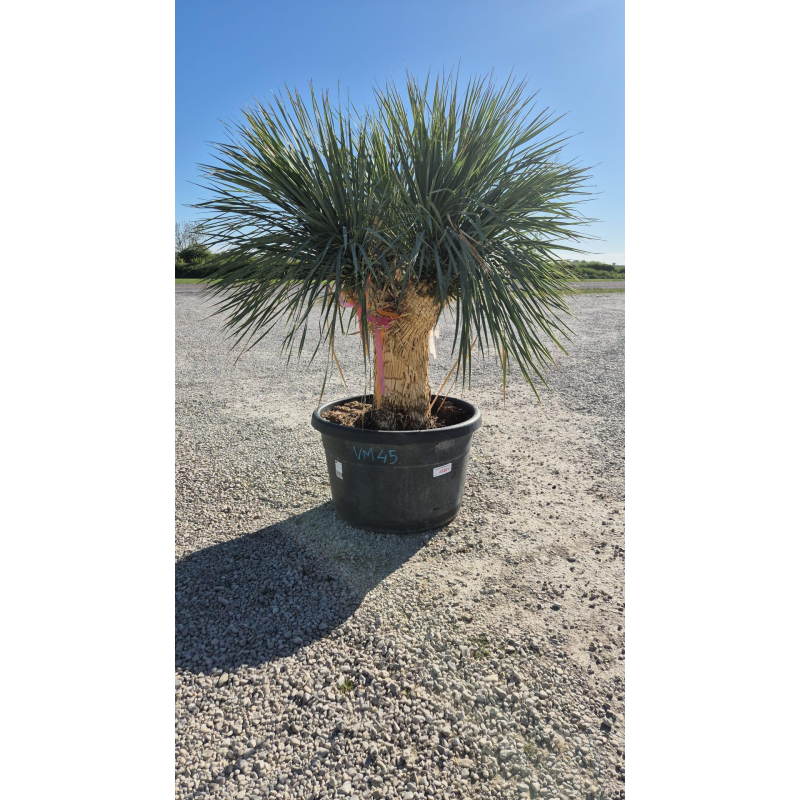 SUBLIMES YUCCA ROSTRATA TRIPLE
