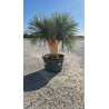 SUBLIMES YUCCA ROSTRATA TRIPLE