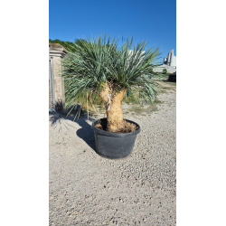SUBLIMES YUCCA ROSTRATA TRIPLE