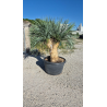 SUBLIMES YUCCA ROSTRATA TRIPLE