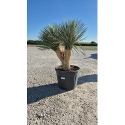 SUBLIMES YUCCA ROSTRATA DOUBLE