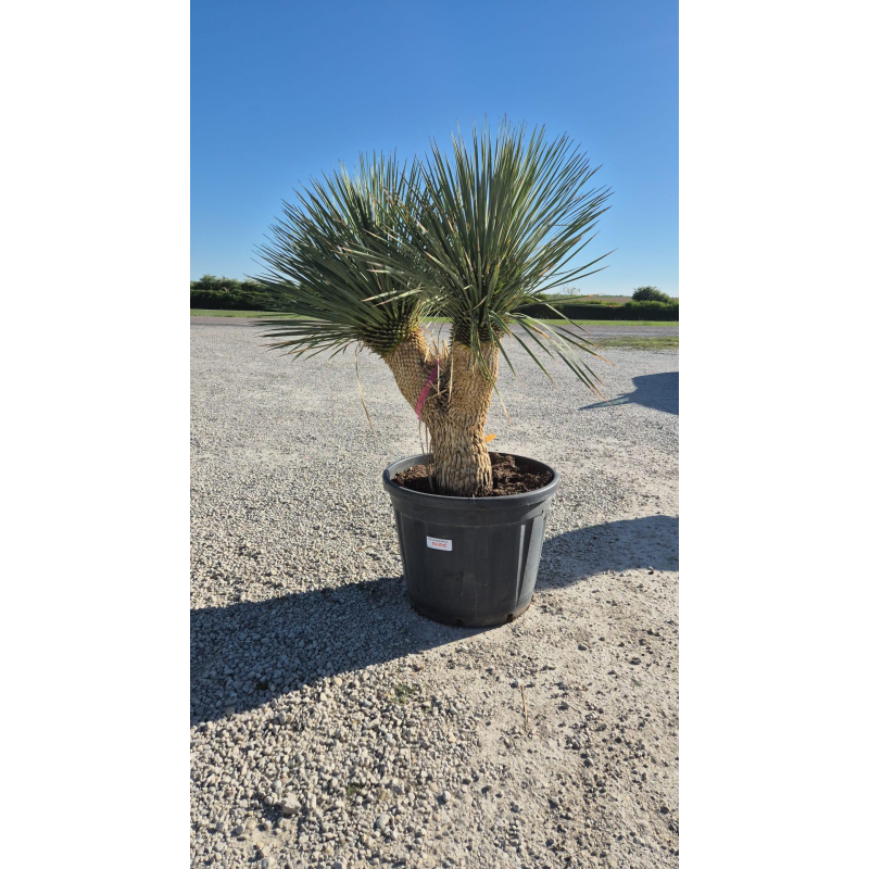 SUBLIMES YUCCA ROSTRATA DOUBLE