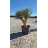 SUBLIMES YUCCA ROSTRATA DOUBLE