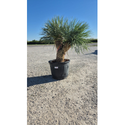 SUBLIMES YUCCA ROSTRATA DOUBLE