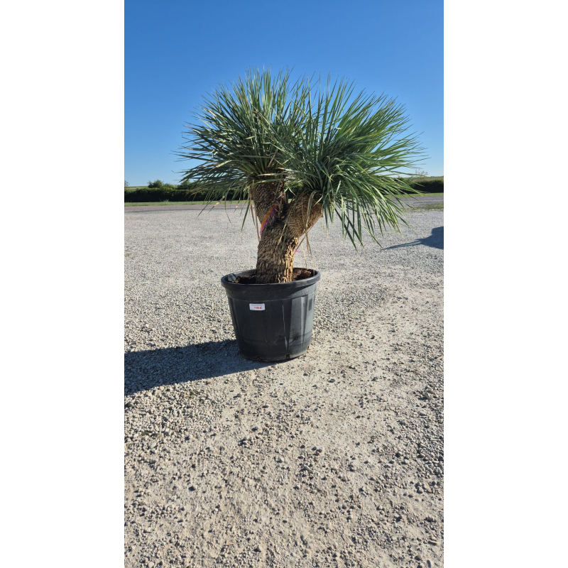 SUBLIMES YUCCA ROSTRATA DOUBLE