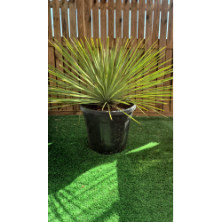 RARES YUCCA LINEARIFOLIA