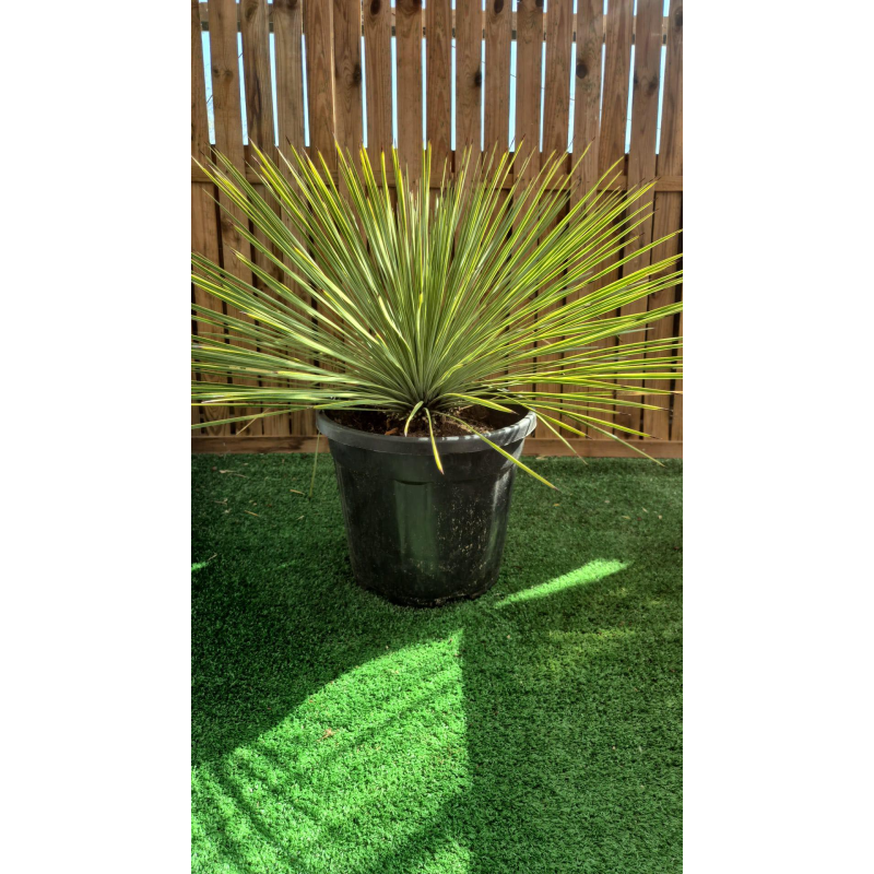 RARES YUCCA LINEARIFOLIA