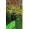 RARES YUCCA LINEARIFOLIA