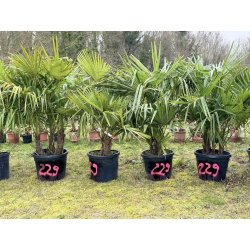 TRACHYCARPUS FORTUNEI MULTI TRONCS