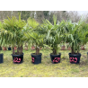 TRACHYCARPUS FORTUNEI MULTI TRONCS