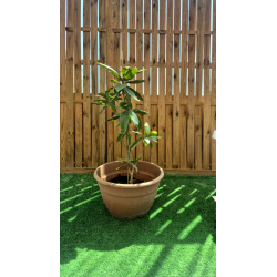 SUBLIMES MAGNOLIA GRANDIFLORA