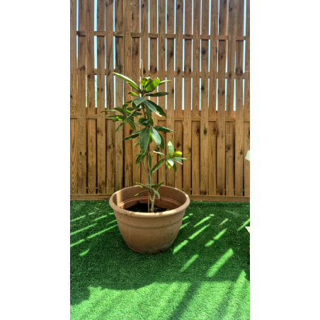 SUBLIMES MAGNOLIA GRANDIFLORA