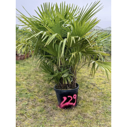 TRACHYCARPUS FORTUNEI MULTI TRONCS