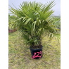 TRACHYCARPUS FORTUNEI MULTI TRONCS