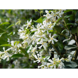 SUBLIMES JASMINS ( trachelospermum jasminoide)