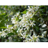 SUBLIMES JASMINS ( trachelospermum jasminoide)