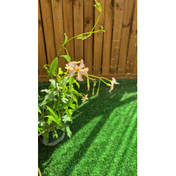 SUBLIMES JASMIN ASIA PINK ( Trachelospermum asiaticum Pink Showers)