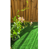 SUBLIMES JASMIN ASIA PINK ( Trachelospermum asiaticum Pink Showers)