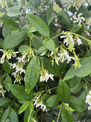 SUPERBES JASMINS PALISSES ( trachelospermum jasminoides)