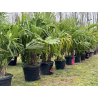 TRACHYCARPUS FORTUNEI MULTI TRONCS