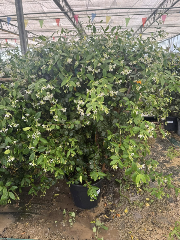 SUPERBES JASMINS PALISSES ( trachelospermum jasminoides)