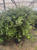 SUPERBES JASMINS PALISSES ( trachelospermum jasminoides)
