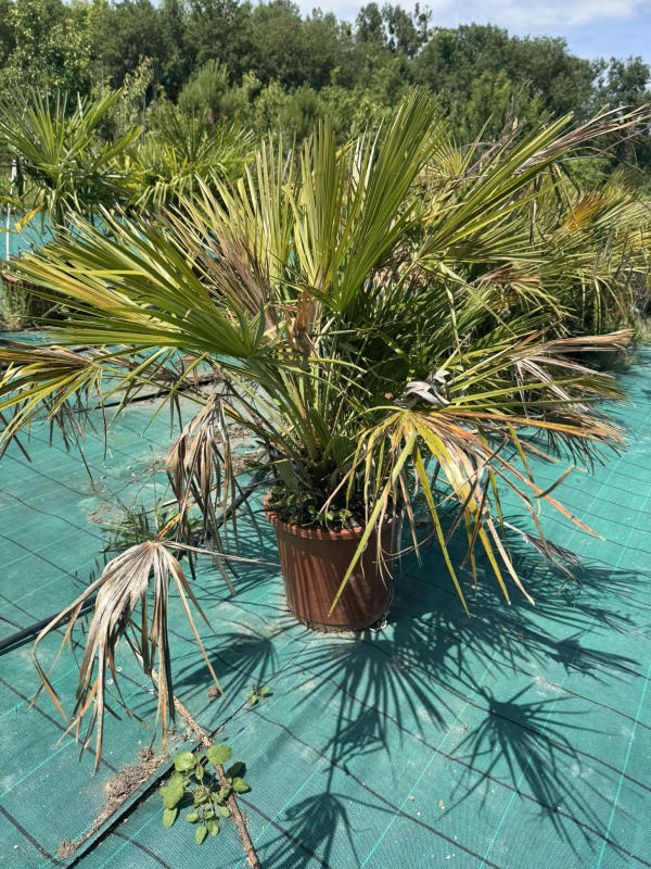 DESTOCKAGE !!!! superbes palmiers chamaerops humilis