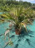 DESTOCKAGE !!!! superbes palmiers chamaerops humilis