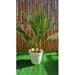 💥DESTOCKAGE 1 superbe palmier WASHINGTONIA FILIFERA multi troncs