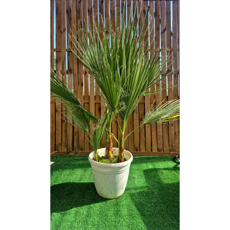 💥DESTOCKAGE 1 superbe palmier WASHINGTONIA FILIFERA multi troncs