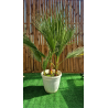 💥DESTOCKAGE 1 superbe palmier WASHINGTONIA FILIFERA multi troncs