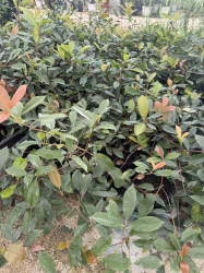 SUPERBES PHOTINIAS RED ROBIN