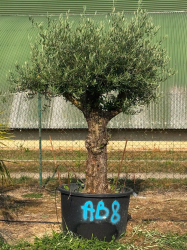 superbe olivier tronc vieux AB8