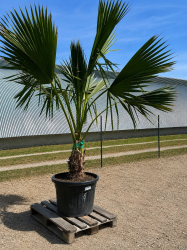 SUBLIMES PALMIERS SABAL PALMETTO