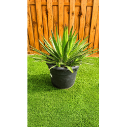 Superbes agaves filifera
