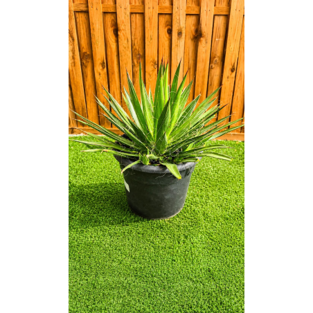 Superbes agaves filifera