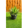 Superbes agaves filifera