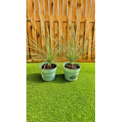 RARE YUCCA ELATA