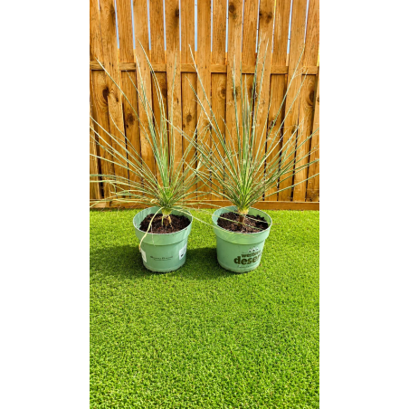 RARE YUCCA ELATA
