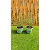 RARE YUCCA ELATA
