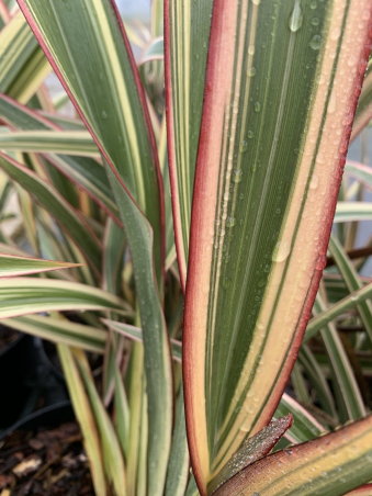 SUBLIMES PHORMIUMS TRICOLORE