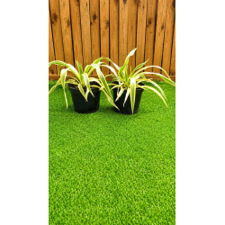 Superbes yucca citrus Twist